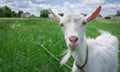 Close-up white goat grassing on green summer field at countryside Royalty Free Stock Photo