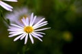 A close up portrait of a white anemone blanda. The white flower with tin long petals and a yellow core looks like a marguerite Royalty Free Stock Photo