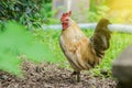 Close up portrait of white bantam chicken in a natural farm.