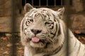 Close up portrait white Bengal tiger showing its tongue looking at camera in zoo Royalty Free Stock Photo