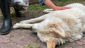 Close up. A portrait of a white big guard dog being at the ranch caressed by a teen girl.