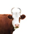 Close up portrait of the white and brown cow Royalty Free Stock Photo