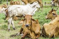 Close Up Portrait of white and brown cow and animal red calf child in green background.