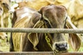 Close Up Portrait of white and brown cow and animal red calf child in green background. cows standing on the ground with farm agri Royalty Free Stock Photo