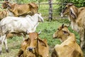 Close Up Portrait of white and brown cow and animal red calf child in green background. cows standing on the ground with farm agri Royalty Free Stock Photo