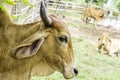 Close Up Portrait of white and brown cow and animal red calf child in green background. cows standing on the ground with farm agri Royalty Free Stock Photo