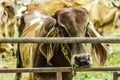 Close Up Portrait of white and brown cow and animal red calf child in green background. cows standing on the ground with farm agri Royalty Free Stock Photo