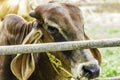 Close Up Portrait of white and brown cow and animal red calf child in green background. cows standing on the ground with farm agri Royalty Free Stock Photo