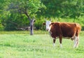 Close up portrait of the white and brown cow Royalty Free Stock Photo