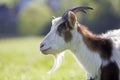 Close-up portrait of white and brown spotty domestic shaggy goat with long steep horns, yellow eyes and white beard on blurred yel Royalty Free Stock Photo