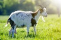 Close-up portrait of white and brown spotty domestic shaggy goat with long steep horns, yellow eyes and white beard on blurred Royalty Free Stock Photo