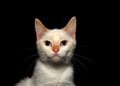 Close up portrait of white and orange buff kitten on black