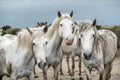 Close up Portrait of the White Camargue Horses. Royalty Free Stock Photo