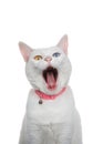 Humorous portrait of a white cat with mouth wide open, isolated Royalty Free Stock Photo