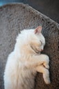Close-up portrait of white cat sleeping on the floor carpet