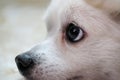 a close-up portrait of a chihauhua