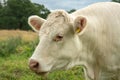 Close up of a white cow grazing Royalty Free Stock Photo