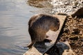 Close up portrait of white coypu, River rat Nutria or Myocastor coypus washing fur and hands on the banks of the river and sitting Royalty Free Stock Photo