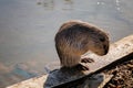 Close up portrait of white coypu, River rat Nutria or Myocastor coypus washing fur and hands on the banks of the river and sitting Royalty Free Stock Photo