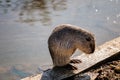 Close up portrait of white coypu, River rat Nutria or Myocastor coypus washing fur and hands on the banks of the river and sitting Royalty Free Stock Photo