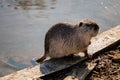 Close up portrait of white coypu, River rat Nutria or Myocastor coypus washing fur and hands on the banks of the river and sitting Royalty Free Stock Photo