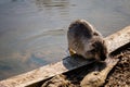 Close up portrait of white coypu, River rat Nutria or Myocastor coypus washing fur and hands on the banks of the river and sitting Royalty Free Stock Photo