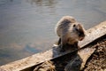 Close up portrait of white coypu, River rat Nutria or Myocastor coypus washing fur and hands on the banks of the river and sitting Royalty Free Stock Photo