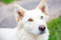 Close-up portrait of a white dog with heterochromia looking at the camera.