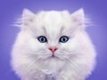 Close-up portrait of white fluffy kitten on gray Royalty Free Stock Photo