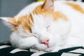 Close-up portrait of white and ginger cat sleeping on couch in living room. Pet having nap at home Royalty Free Stock Photo