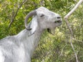 Close-up portrait of a white goat eating in forest. Anglo-Nubian breed of domestic goat