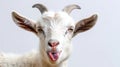 close-up portrait of a white goat sticking out its tongue, isolated on white Royalty Free Stock Photo