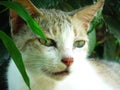 Close up of a young white and grey colour cat sitting in garden plants