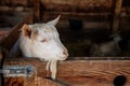 Close up portrait of white hornless goat on straw at the farm, background of a wall of wooden logs, wooden shelter, old barn in Royalty Free Stock Photo