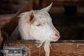 Close up portrait of white hornless goat on straw at the farm, background of a wall of wooden logs, wooden shelter, old barn in Royalty Free Stock Photo