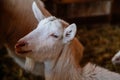 Close up portrait of white hornless goat on straw at the farm, background of a wall of wooden logs, wooden shelter, old barn in Royalty Free Stock Photo