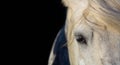 Close up portrait of white horse head  on black background Royalty Free Stock Photo
