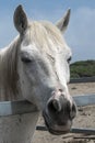 Close-up portrait of a white horse standing in a stall. Muzzle of a horse looking into camera Royalty Free Stock Photo
