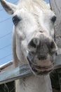 Close-up portrait of a white horse standing in a stall. Muzzle of a horse looking into camera Royalty Free Stock Photo