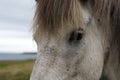 Close up portrait of a white Icelandic horse, Iceland