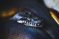 Portrait of a white-lipped python or bothrochilus albertisii Royalty Free Stock Photo