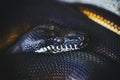 Portrait of a white-lipped python or bothrochilus albertisii Royalty Free Stock Photo