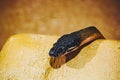 Portrait of a white-lipped python or bothrochilus albertisii Royalty Free Stock Photo
