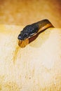 Portrait of a white-lipped python or bothrochilus albertisii Royalty Free Stock Photo