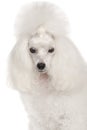 Portrait of a white Miniature Poodle dog
