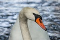 Close up portrait of a beautiful white mute swan Royalty Free Stock Photo