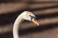 Close up portrait of white mute swan in sunset light Royalty Free Stock Photo