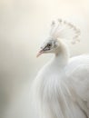 Close up portrait of a white peacock Royalty Free Stock Photo