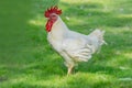 Close up portrait white rooster Royalty Free Stock Photo