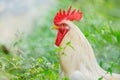 Portrait white rooster chickens on lawn in farm